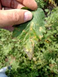Image result for Septoria leaf spot of tomato