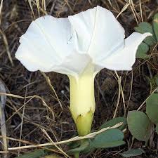 Image result for Ipomoea stolonifera