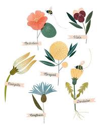 Whyred 11 (plus edition) 10 (plus edition) Illustration Flowers Drawing Nature Plants Poster Clare Owen Wildclare Owen Wild Flowers Flower Illustration Floral Illustrations Plant Illustration