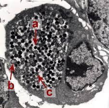 オウム病はオウム病クラミジア（ chlamydia psittaci 以下 c. ã‚ªã‚¦ãƒ ç—… Psittacosis ã¨ã¯