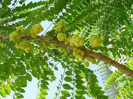 Image result for Phyllanthus gossweileri