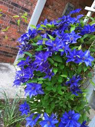 Check spelling or type a new query. The President Clematis Just Keeps Blooming Via The Garden Diary By Teresa Beautiful Flowers Garden Clematis Varieties Garden Yard Ideas