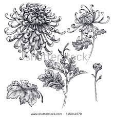 Flowers Branches Leaves Japanese Chrysanthemum Isolated On A White Background Vector Illu Japanese Chrysanthemum Japanese Flower Tattoo Chrysanthemum Tattoo