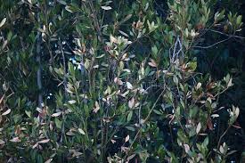 Please help identifying different cultivars of laurus nobilis? 3 849 Dying Leaves Photos Free Royalty Free Stock Photos From Dreamstime