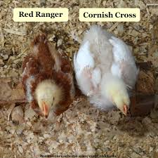 Maybe you would like to learn more about one of these? Meat Chickens Best Breeds Care And Troubleshooting Tips