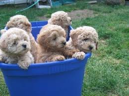 Here's some of our favorites… 150 I Mini Goldendoodles Ideas Goldendoodle Puppies Cute Animals