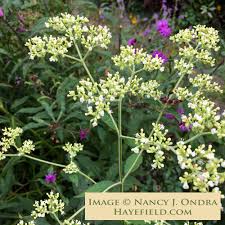 Image result for Habenaria villosa