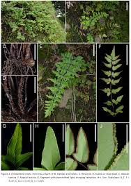 Image result for Cheilanthes viridis