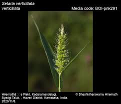 Image result for Setaria verticillata