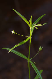 Image result for Oldenlandia lancifolia