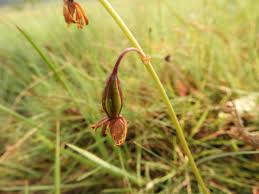 Image result for Eulophia sp. nov.