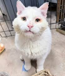 Support for Abused and Malnourished Child