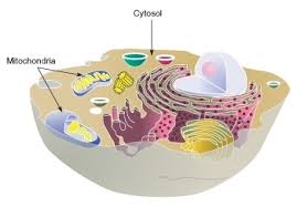 It's known as the powerhouse of the cell due to the fact that 38 atp molecules are created from this. Powering The Cell Cellular Respiration And Glycolysis Ck 12 Foundation