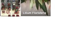 Check spelling or type a new query. Floristerias En Jaen Provincia Paginas Amarillas