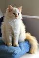 Flame Point Ragdoll Cats (Facts You May Need to Know ...
