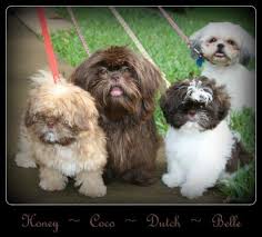 Why buy a shih tzu puppy for sale if you can adopt and save a life? Gorgeous Akc Liver Chocolate Shih Tzu Puppies Planned Litters Coming For Sale In Tyler Texas Classified Americanlisted Com