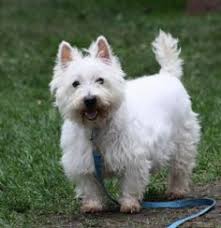 See more ideas about westie puppies, puppies, westies. 20 Westie Mixes Needing Homes Ideas West Highland White Terrier White Terrier Westies