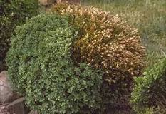 Image result