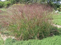 Image result for Panicum