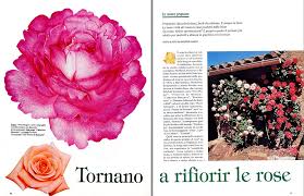 288 x 432 jpeg 27 кб. Roses Without Grafting They Grow Up On Their Roots Advantages Monaco Nature Encyclopedia
