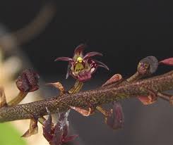 Image result for Bulbophyllum scaberulum