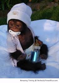 An Adorable Baby Monkey Dressed Up Like An Infant And Given The Care It Needs Perfectly Timed Pics Cute Baby Monkey Cute Baby Animals Cute Monkey