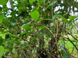 Image result for Eugenia natalitia