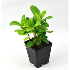 Buy Pitosforo Plant Hedge Plants Online Mondo Piante
