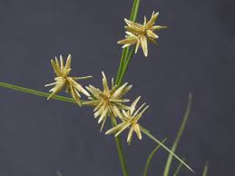 Image result for Pycreus flavescens