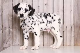 See more ideas about dalmatian, puppies, dalmatian puppy. Dalmatian Puppies For Sale Ohio Petfinder
