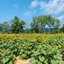 Check spelling or type a new query. Photos At Von Thun Farms Farm In Washington