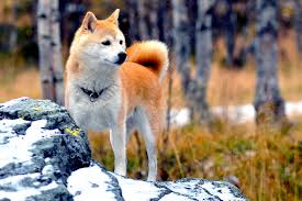 The coat colors of the minis are the same as the standard shiba inu. Shiba Inu Dog Breed Information Characteristics Daily Paws