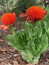 Image result for Scadoxus