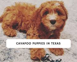 Cavachon puppies for sale east texas. Cavapoo Puppies In Texas Top 4 Breeders 2021 We Love Doodles