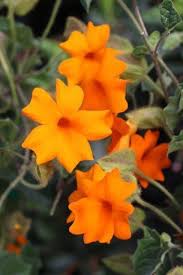 Image result for Thunbergia