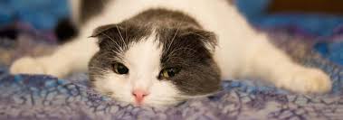 Unfortunately, every complaint or symptom of cancer can be explained pancreatic cancer can appear with weight loss and no specific pain. Pancreatitis In Cats Symptoms Treatment Hill S Pet