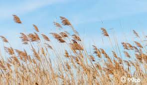 Maybe you would like to learn more about one of these? 7 Jenis Alang Alang Ini Bisa Dijadikan Tanaman Hias Lo Bukan Gulma