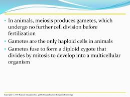 The stages of animal development. developmental biology. Overview Variations On A Theme Ppt Download