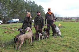 Image result for Velký münsterlandský ohař