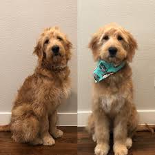 Before And After 6 Month Old Goldendoodles First Haircut Http Bit Ly 2shd1bv Whelping Puppies Goldendoodle Puppy Goldendoodle