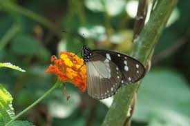 Image result for Euploca katangensis