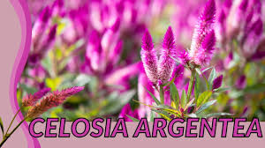Image result for Celosia argentea