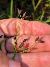 Image result for Rhynchospora eximia