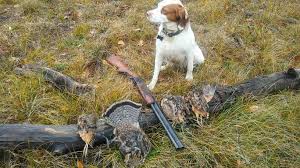 If you can provide a loving home, schedule a visit to meet your favorite pup. Brittany Spaniels Buy And Sell Hunting Dogs