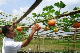 Sekarang ini kebutuhan tanaman hias terus meningkat , banyak orang mencari tumbuhan atau tanaman hias untuk mengisi halaman rumahnya dengan tanaman yang indah dan cantik. Peluang Usaha Cara Budidaya Labu Kuning Yang Kaya Vitamin
