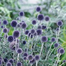 Echinops Ritro Veitch S Blue Bulb Flowers Everlasting Flowers Hardy Perennials
