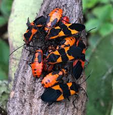 Beth On Instagram Q What Are Those Red Orange Black Bugs On My Milkweed A Large Milkweed Bugs Oncopeltus Milkweed Milkweed Seeds Milkweed Plant