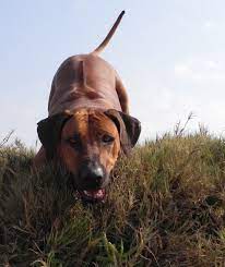 Check spelling or type a new query. Pin By Maz Tissink On Photo S I Actually Took Photo Tips Dog Life Rhodesian Ridgeback Beautiful Dogs