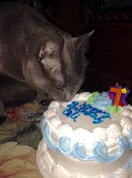 Kue ulang tahun merupakan hal wajib di pesta ulang tahun. Tiup Lilin Sampai Makan Kue Tar Begini Meriahnya Pesta Ulang Tahun Ala Kucing Lucu Banget Sih
