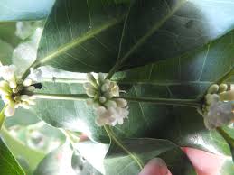 Image result for Polysphaeria